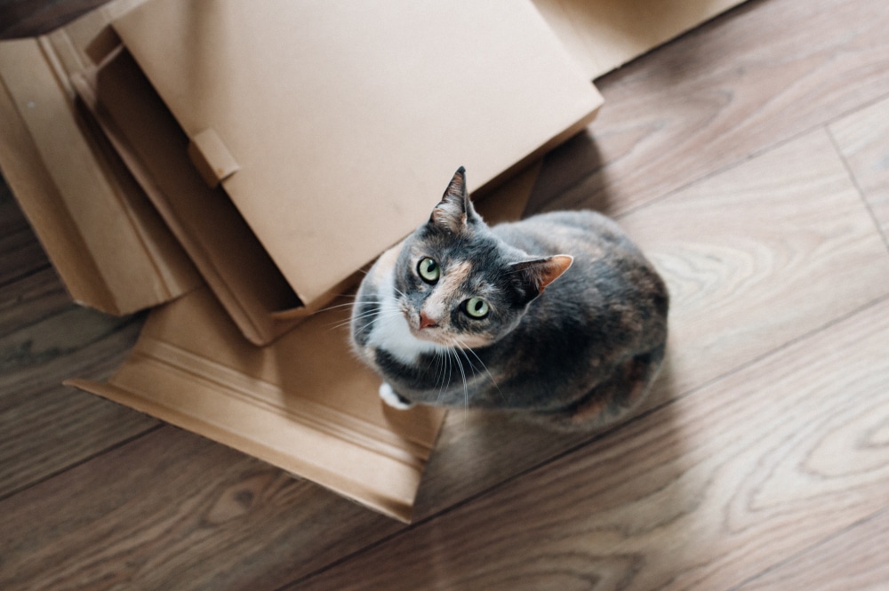 Un chat observant attentivement les cartons de déménagement prêts pour le grand jour, se préparant doucement à adopter de nouvelles habitudes dans sa future maison.